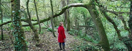 Reserve Walk - Box Wood and Stuart Fawkes Nature Reserve