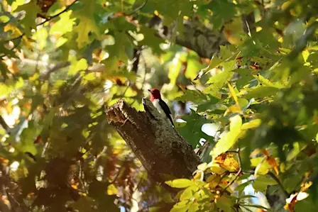 Feathers & Foliage at Fernbrook Preserve