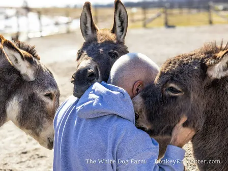 Group Donkey Encounter