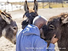 Group Donkey Encounter