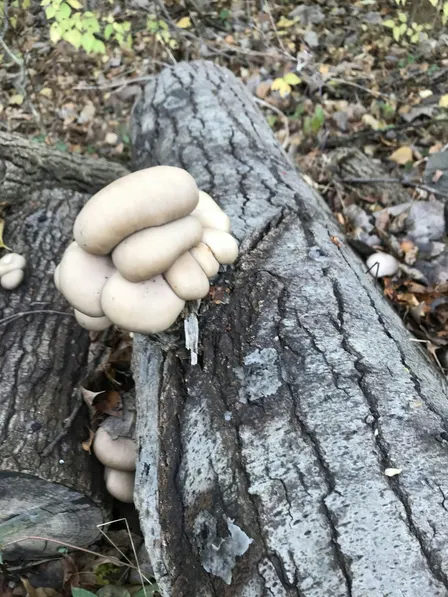 Edible Mushroom Log Workshop