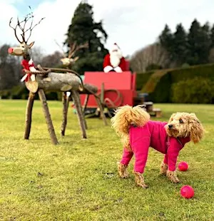 Paws & Presents with Santa at Tarvit