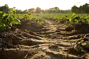 Soil: More Than Just Dirt