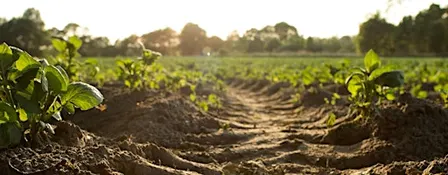 Soil: More Than Just Dirt