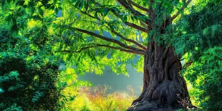 Healing With The Trees