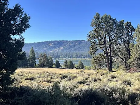 Big Bear/San Bernardino Mountain Chapter - Meetup at Moonridge Nursery