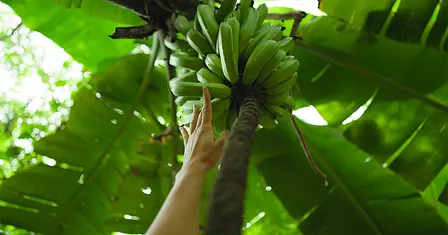 The Smell of Banana Flowers Opening Reception