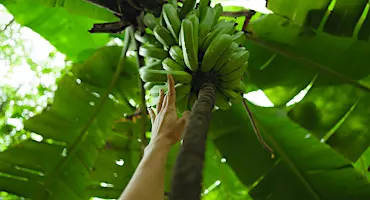 The Smell of Banana Flowers Opening Reception