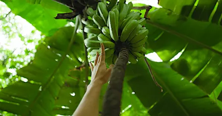 The Smell of Banana Flowers Opening Reception