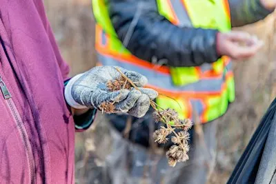 Native Seed Collection in the Virginia Pinelands