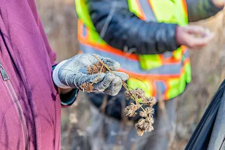 Native Seed Collection in the Virginia Pinelands