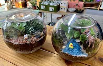 Beginner Terrarium Building Workshop