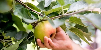 Nature Reserve Work Party - Bodenham - Fruit Picking