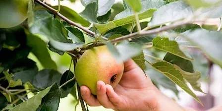 Nature Reserve Work Party - Bodenham - Fruit Picking