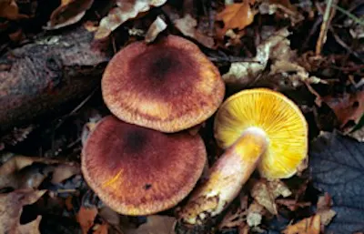 Discover Fungi - College Lake, Saturday 17 October
