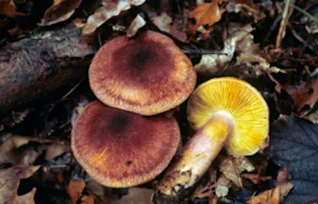 Discover Fungi - College Lake, Saturday 17 October