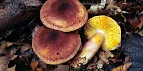 Discover Fungi - College Lake, Thursday 29th October