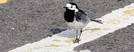 Nature in the city: a walk with Nick Acheson (1pm)