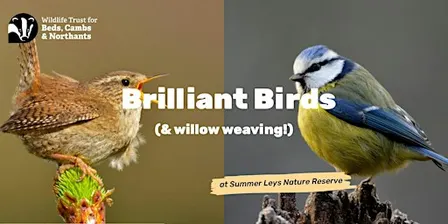 Brilliant Birds (& Willow Weaving) at Summer Leys