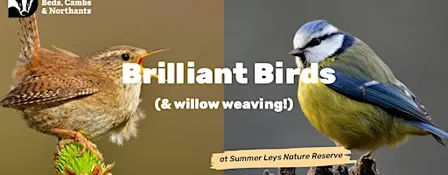 Brilliant Birds (& Willow Weaving) at Summer Leys