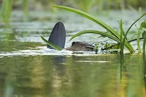 Beaver ecology and field signs