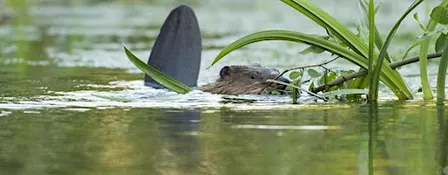 Beaver ecology and field signs
