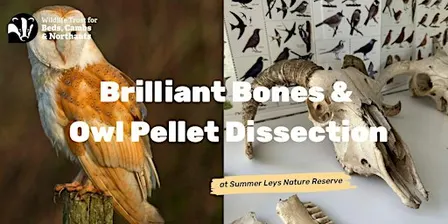 Brilliant Bones & Owl Pellet Dissection at Summer Leys