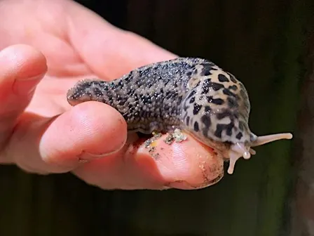 Slug identification workshop