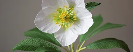 Create a Paper Hellebore Workshop