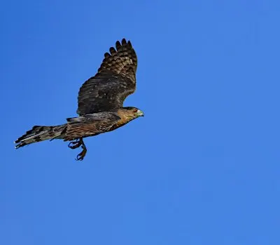 Birding Desert Reservoirs and Bennett Mountain