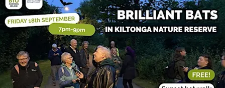 Brilliant Bats at Kiltonga Nature Reserve