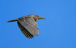 Wednesday Birders at Hyatt Hidden Lakes