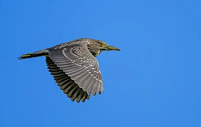 Wednesday Birders at Hyatt Hidden Lakes