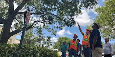BASIC Tree Trimmer Certification - SPANISH