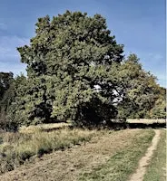 Du bois Saint-Martin à la forêt de Ferrières