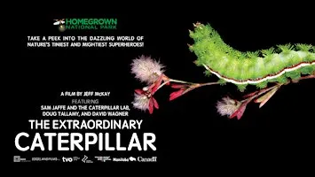 The Extraordinary Caterpillar Film Screening & Discussion