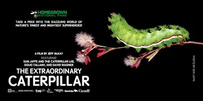 The Extraordinary Caterpillar Film Screening & Discussion
