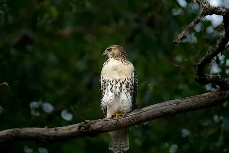 Family birdwatching: An Autumn Journey