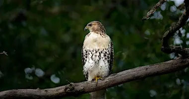 Family birdwatching: An Autumn Journey
