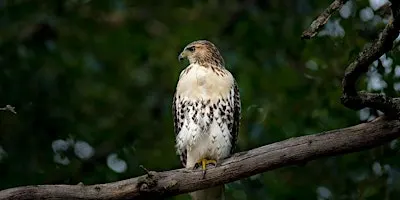 Family birdwatching: An Autumn Journey