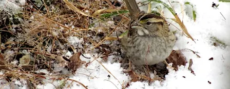 The Several Sparrows of Duke Farms