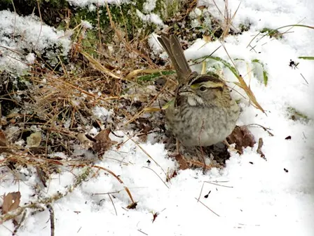 The Several Sparrows of Duke Farms