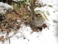 The Several Sparrows of Duke Farms