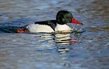 Wednesday Birders at Barber Park