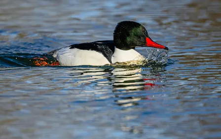 Wednesday Birders at Barber Park