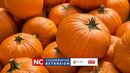 Growing and Etching Pumpkins