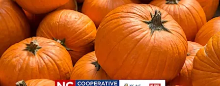 Growing and Etching Pumpkins