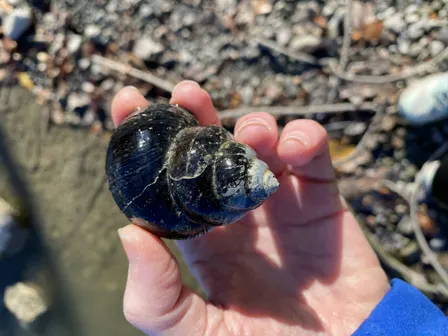 Hellyer County Park BioBlitz
