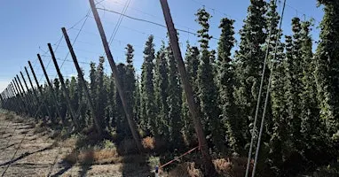 Watts Brewing Anniversary Guided Tasting