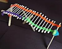 STEM for Kids: Bone Bridges